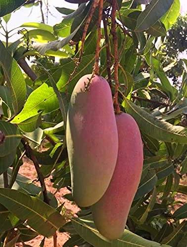 Red Banana Mango Plant Grafted - Premium Fruit Plants & Tree from Plantparadise - Just $799.00! Shop now at Plantparadise