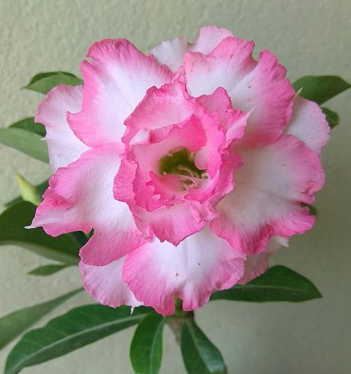 Adenium  Taffi Pink and White colour Plant (Grafted) - Premium Flowering Plants from Plantparadise - Just $329! Shop now at Plantparadise
