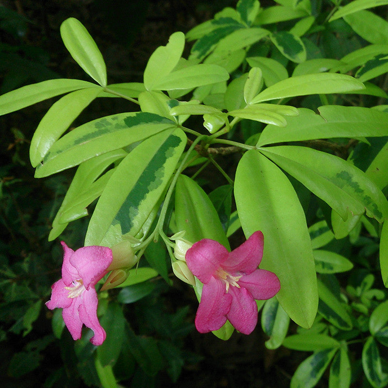 Ravenia spectabilis, Pink - Flowering Shrubs - Premium Flowering Shrubs from Plantparadise - Just $685.00! Shop now at Plantparadise