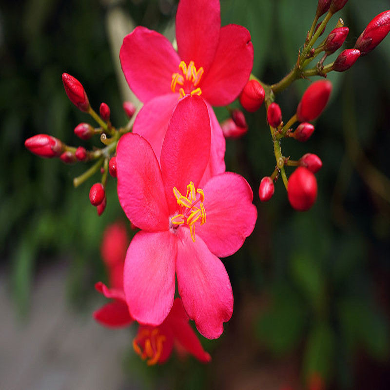 Jatropha red - Flowering Shrubs - Premium Flowering Shrubs from Plantparadise - Just $665.00! Shop now at Plantparadise