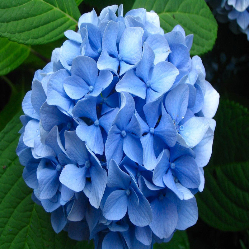 Hydrangea Marcophylla(Blue) - Flowering Shrubs - Premium Flowering Shrubs from Plantparadise - Just $480.00! Shop now at Plantparadise