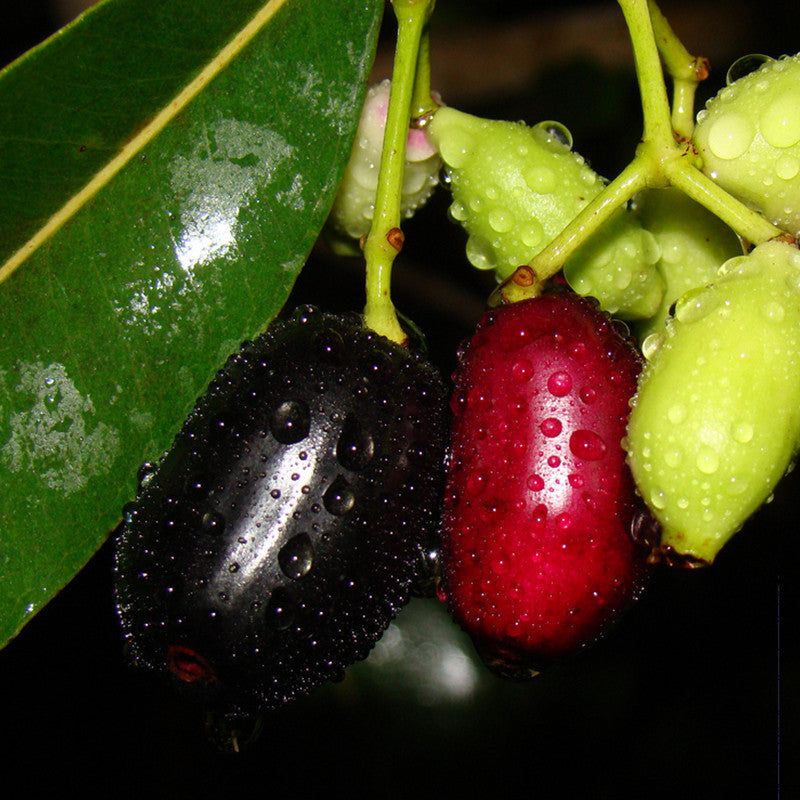 Jumar Plant Jambolan Jumbo Jamun (Grafted)- Fruit Plants & Tree | Buy Healthy ...