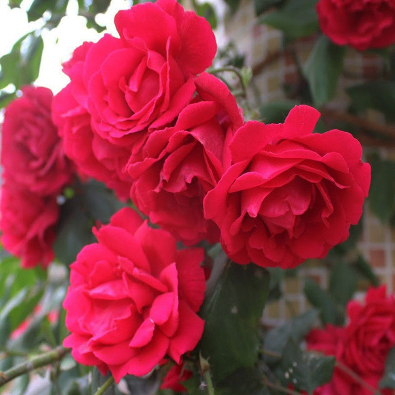 Thornless Rose - Flowering Plants - Premium Flowering Plants from Plantparadise - Just $299.0! Shop now at Plantparadise