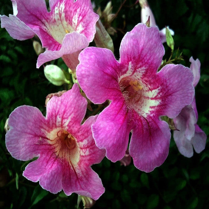 Tecoma Climber Pink - Creepers & Climbers - Premium Creepers & Climbers from Plantparadise - Just $650.00! Shop now at Plantparadise