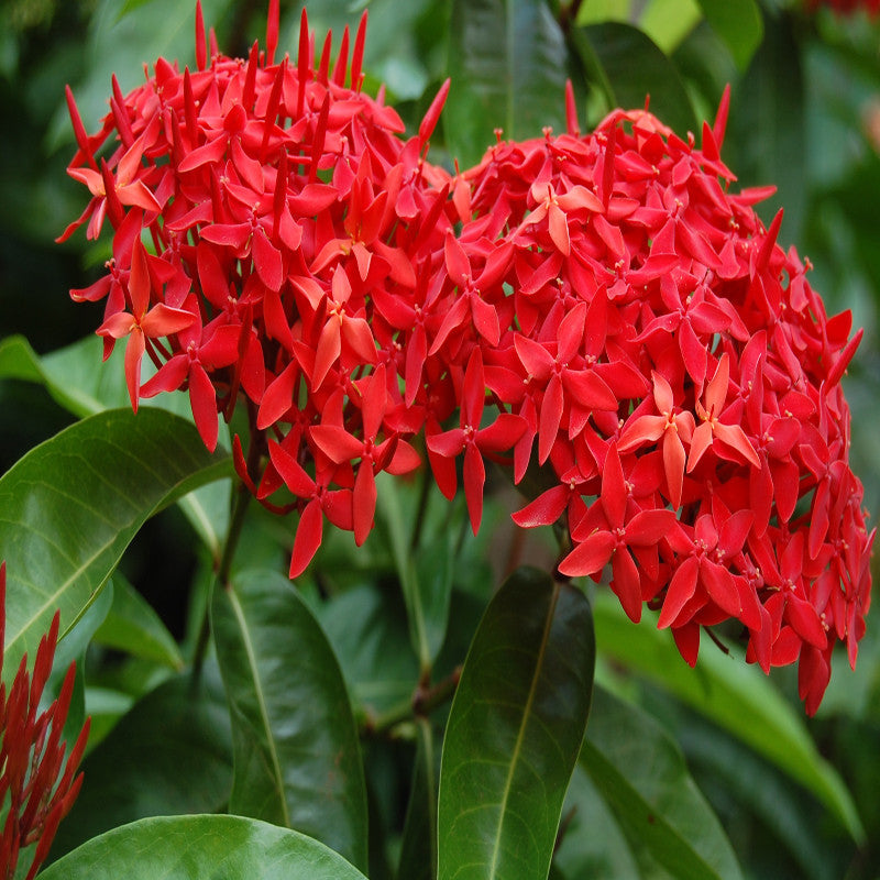 Ixora singapuri-hybrid-red - Flowering Shrubs - Premium Flowering Shrubs from Plantparadise - Just $350.00! Shop now at Plantparadise
