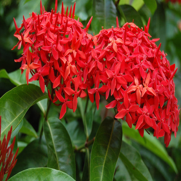 Ixora singapuri-hybrid-red - Flowering Shrubs - Premium Flowering Shrubs from Plantparadise - Just $350.00! Shop now at Plantparadise