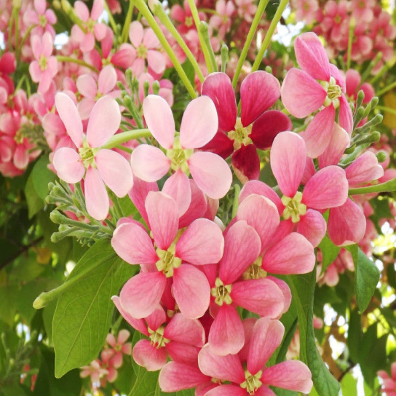 Rangoon Creeper - Creepers & Climbers - Premium Creepers & Climbers from Plantparadise - Just $680.0! Shop now at Plantparadise