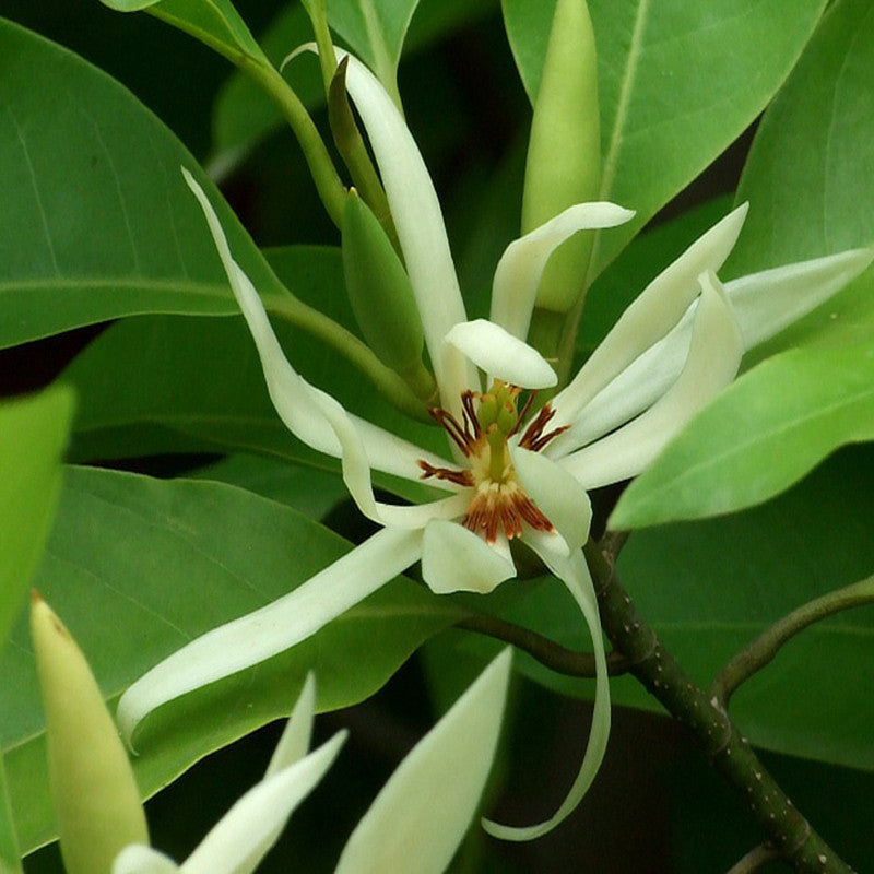 White Champaca / Magnolia alba (Grafted) - Perfuming Plants - Premium Avenue Trees from Plantparadise - Just $710.0! Shop now at Plantparadise