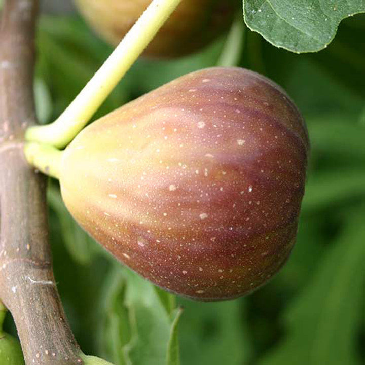 Fig Puna/Anjeer- Fruit Plants & Tree - Premium Fruit Plants & Tree from Plantparadise - Just $370.00! Shop now at Plantparadise