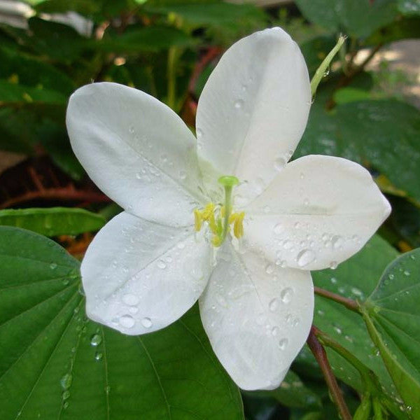 Bauhinia Dwarf White- Flowering Shrubs - Premium Flowering Shrubs from Plantparadise - Just $665.00! Shop now at Plantparadise
