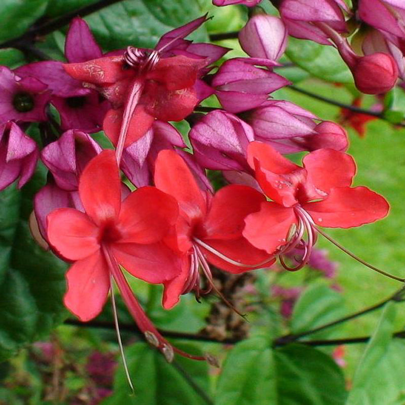 Bleeding Heart Vine Red - Creepers & Climbers - Premium Creepers & Climbers from Plantparadise - Just $425.0! Shop now at Plantparadise
