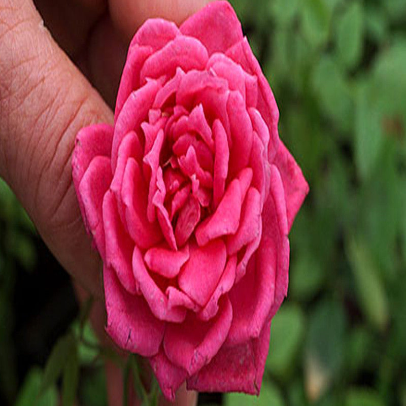 Button Rose Dwarf Pink - Flowering Plants - Premium Flowering Plants from Plantparadise - Just $400.0! Shop now at Plantparadise