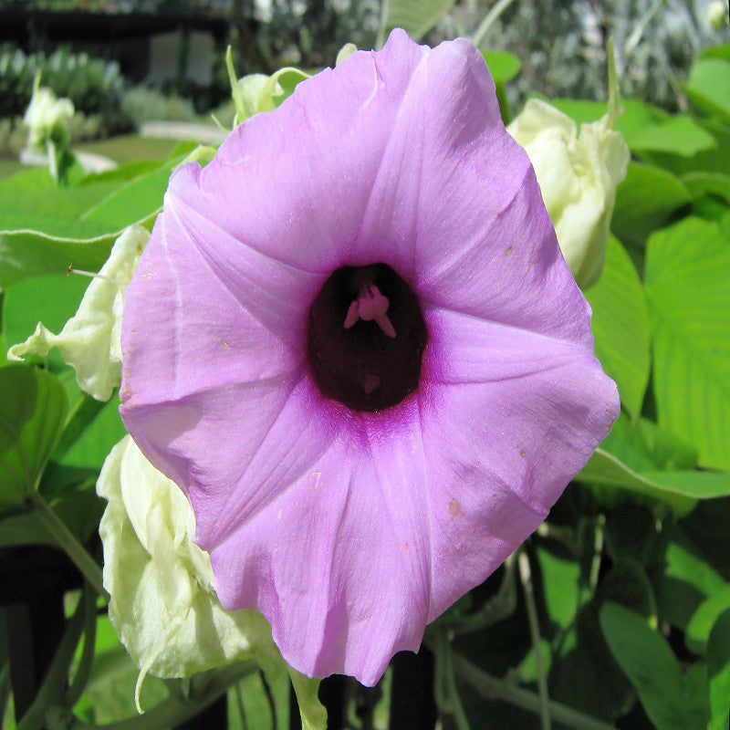 Elephant Creeper-Creepers & Climbers - Premium Creepers & Climbers from Plantparadise - Just $665.00! Shop now at Plantparadise
