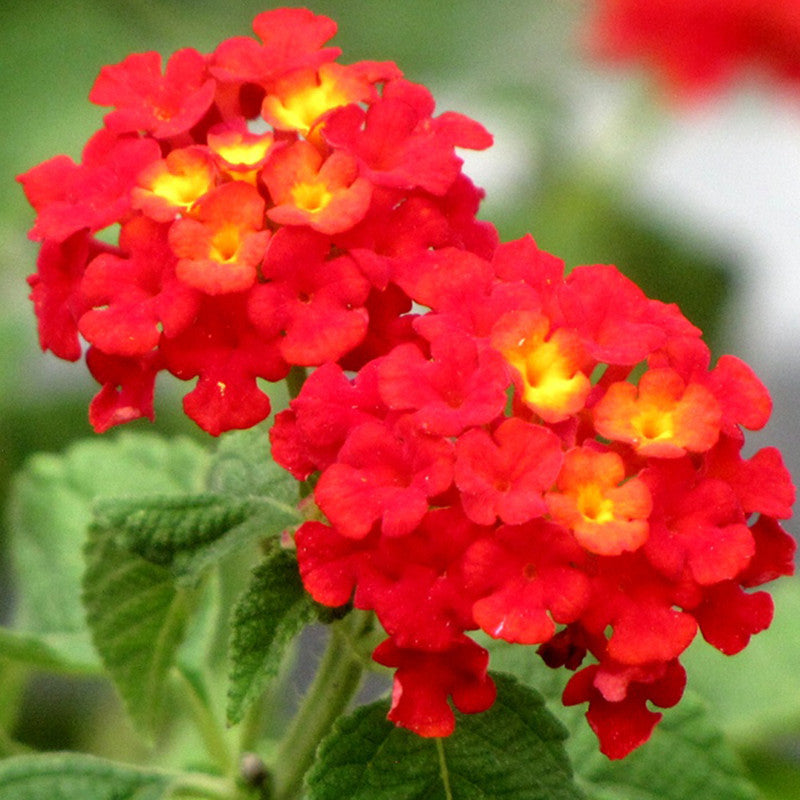 Lantana Red- Flowering Shrubs - Premium Flowering Shrubs from Plantparadise - Just $450.00! Shop now at Plantparadise