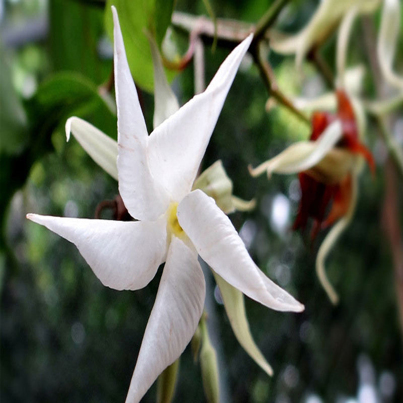 Echites - Creepers & Climbers - Premium Creepers & Climbers from Plantparadise - Just $850.00! Shop now at Plantparadise