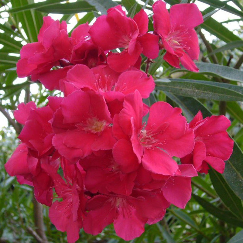 Nerium Red Double - Flowering Shrubs - Premium Flowering Shrubs from Plantparadise - Just $540.00! Shop now at Plantparadise