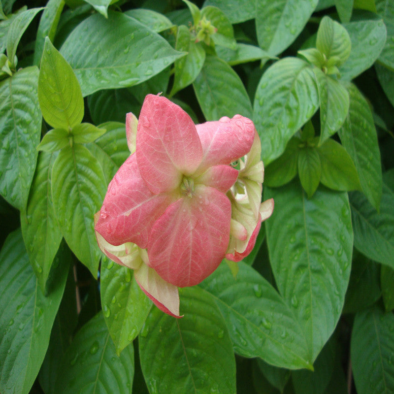 Mussaenda Pink - Flowering Shrubs - Premium Flowering Shrubs from Plantparadise - Just $685.00! Shop now at Plantparadise