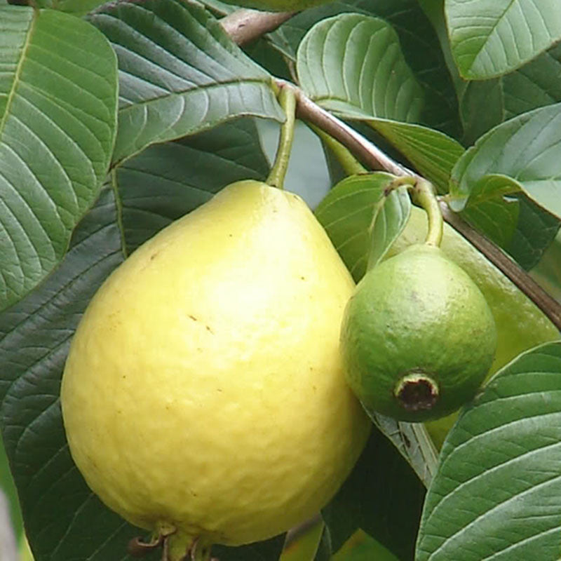 Guava Thai Red Flesh - Fruit Plants & Tree - Premium Fruit Plants & Tree from Plantparadise - Just $375.00! Shop now at Plantparadise