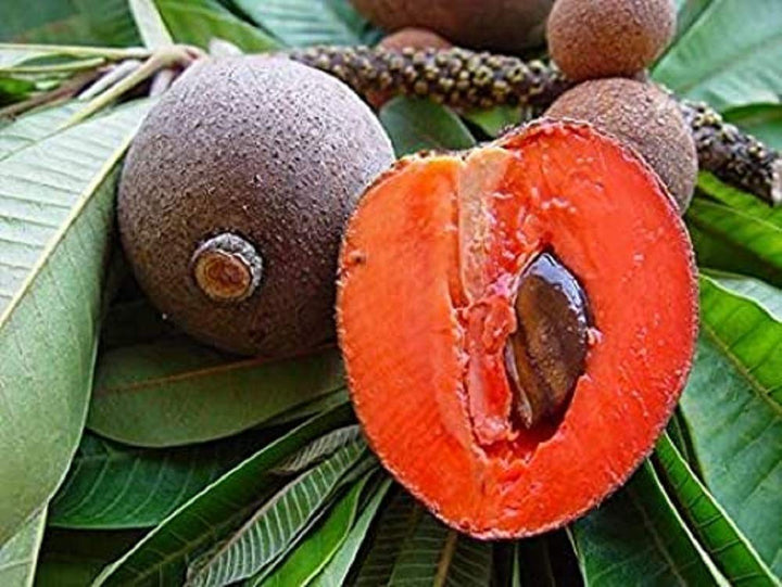 Red Sapota - Premium Fruit Plants from Plantparadise - Just $1990.00! Shop now at Plantparadise
