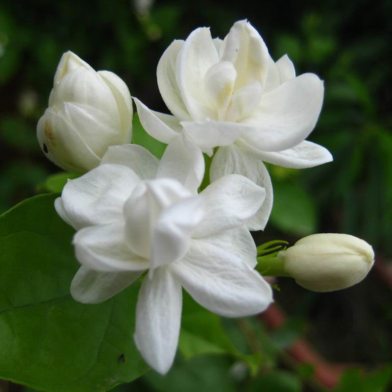 Jasmine Mini/Mogra - Flowering Shrubs - Premium Flowering Shrubs from Plantparadise - Just $340.0! Shop now at Plantparadise