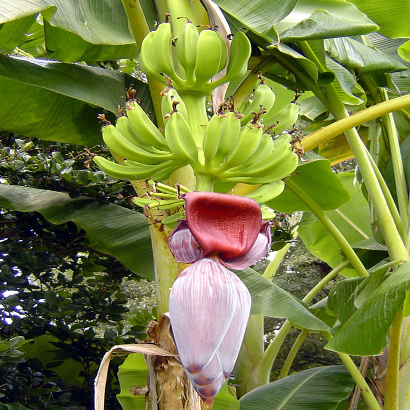 Curry Banana (Musa sapientum) - Indian Fruit Plants - Premium Fruit Plants & Tree from Plantparadise - Just $560.0! Shop now at Plantparadise