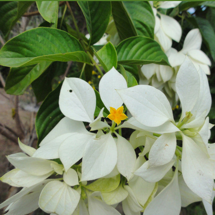 Mussaenda White - Flowering Shrubs - Premium Flowering Shrubs from Plantparadise - Just $720.00! Shop now at Plantparadise