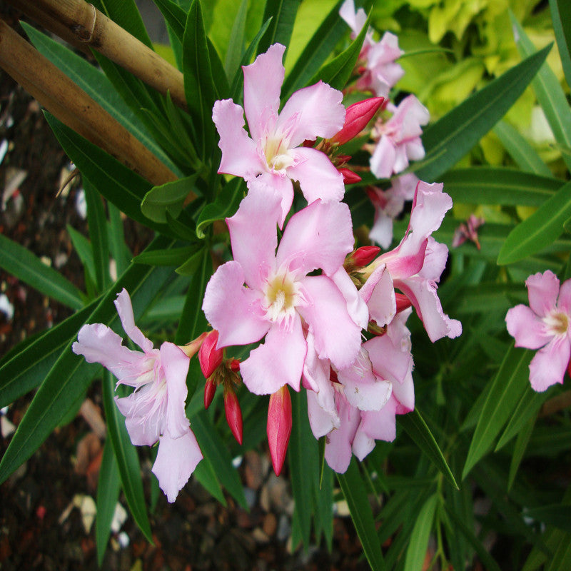 Nerium mini Pink Single - Flowering Shrubs - Premium Flowering Shrubs from Plantparadise - Just $650.00! Shop now at Plantparadise