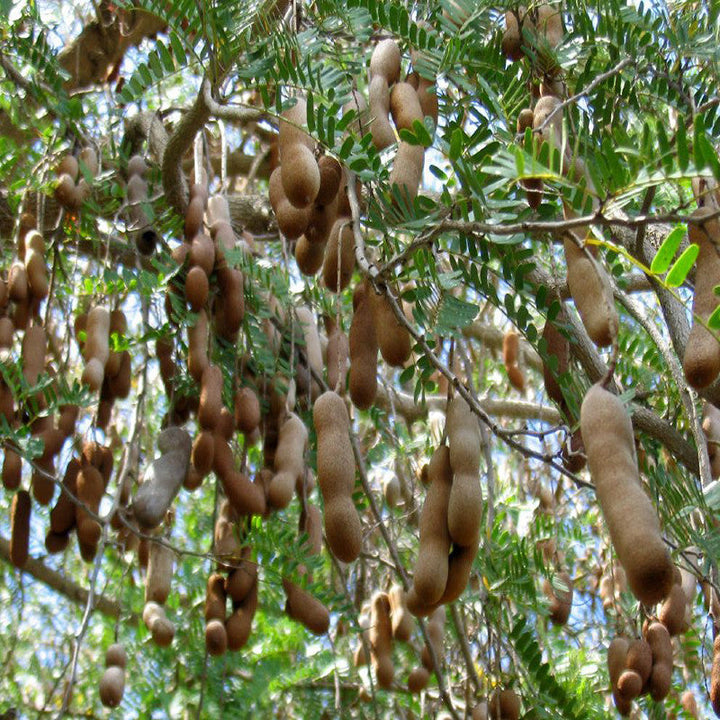 Tamarind-PKM (Grafted)- Fruit Plants & Tree - Premium Fruit Plants & Tree from Plantparadise - Just $570.00! Shop now at Plantparadise