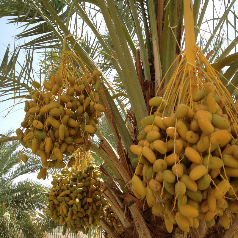 Date palm- Fruit Plants & Tree - Premium Fruit Plants & Tree from Plantparadise - Just $740.0! Shop now at Plantparadise