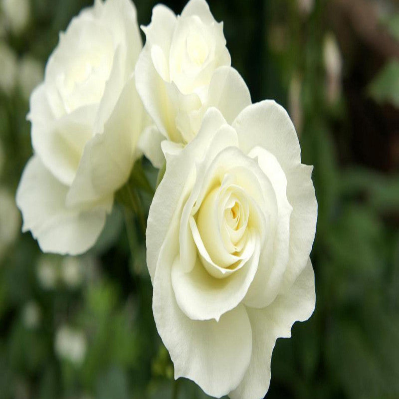 Rosa White Success - Flowering Shrubs - Premium Flowering Shrubs from Plantparadise - Just $299.0! Shop now at Plantparadise