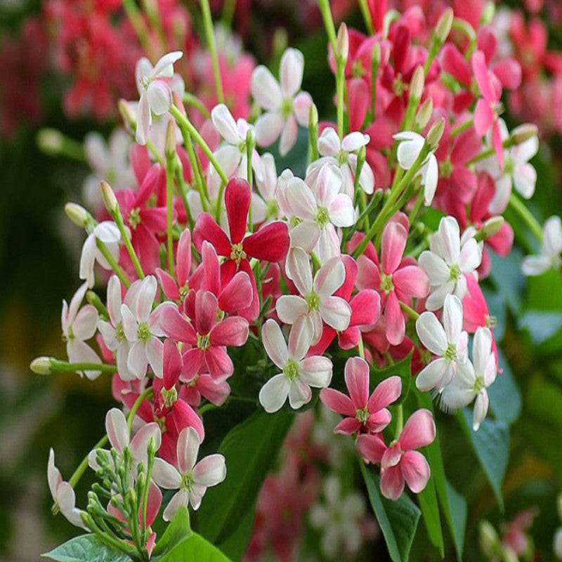 Rangoon Creeper - Creepers & Climbers - Premium Creepers & Climbers from Plantparadise - Just $680.0! Shop now at Plantparadise