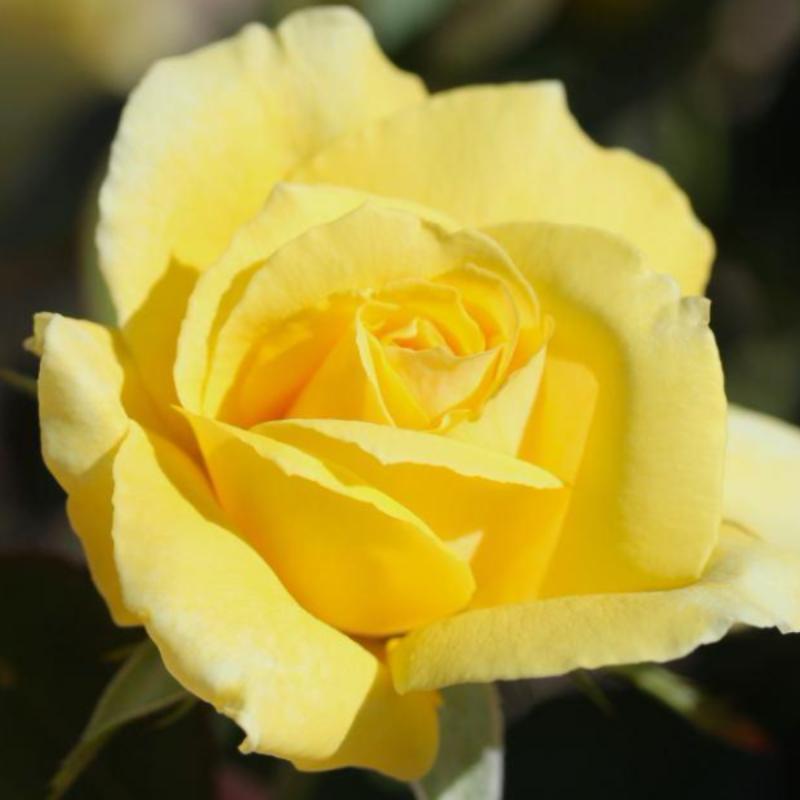 Yellow ROSE - Flowering Plants - Premium Flowering Plants from Plantparadise - Just $390.00! Shop now at Plantparadise