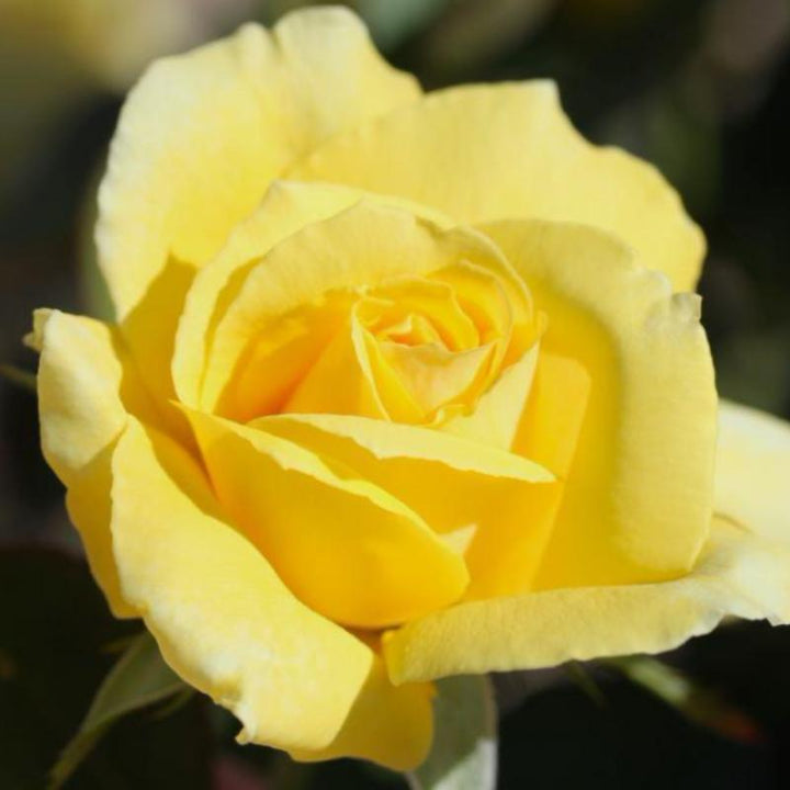 Yellow ROSE - Flowering Plants - Premium Flowering Plants from Plantparadise - Just $390.00! Shop now at Plantparadise