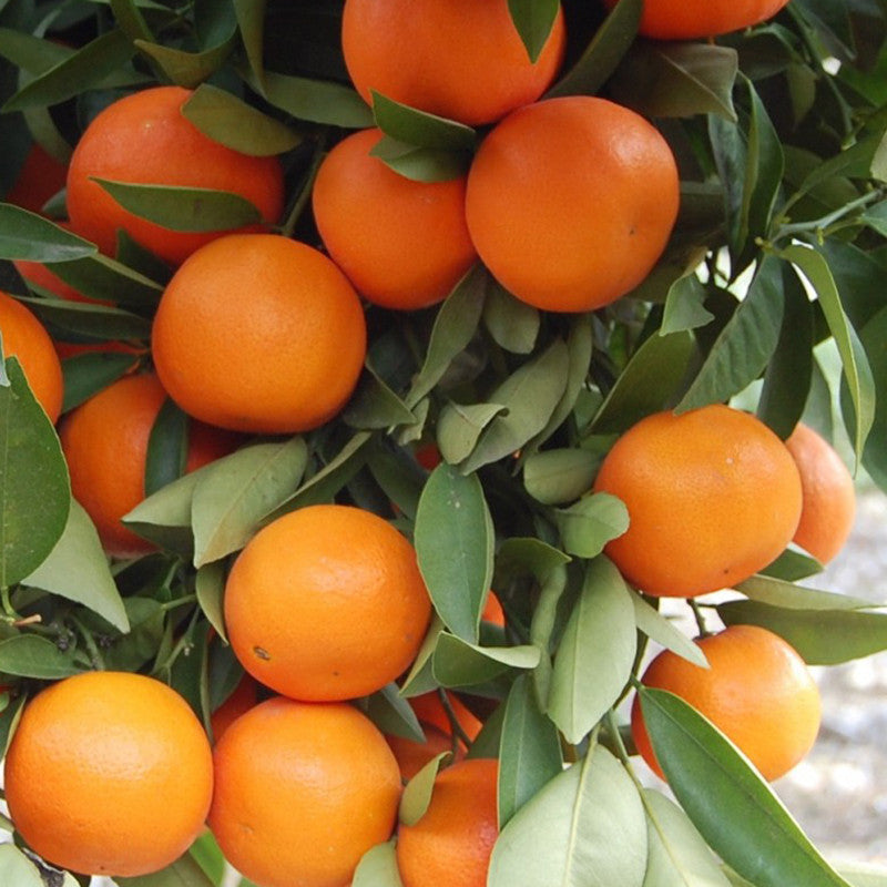 Orange-Kinnow(Grafted)- Fruit Plants & Tree - Premium Fruit Plants & Tree from Plantparadise - Just $620.00! Shop now at Plantparadise