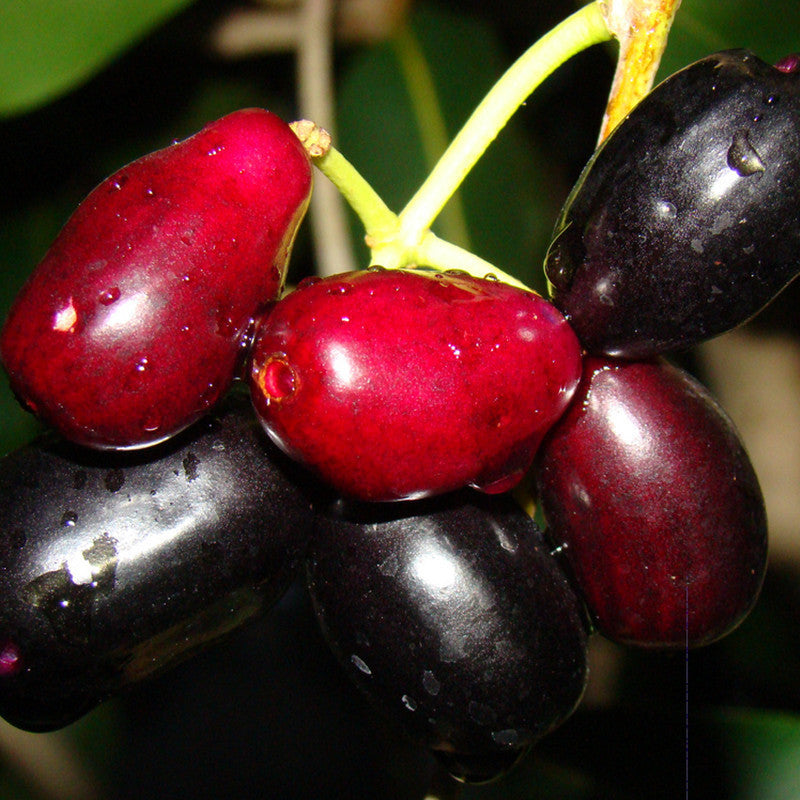 Jambolan Jumbo Jamun (Grafted)- Fruit Plants & Tree - Premium Fruit Plants & Tree from Plantparadise - Just $410.0! Shop now at Plantparadise