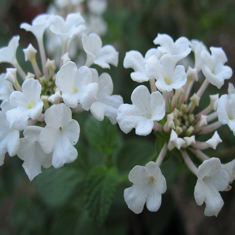 Lantana White - Flowering Shrubs - Premium Flowering Shrubs from Plantparadise - Just $450.00! Shop now at Plantparadise