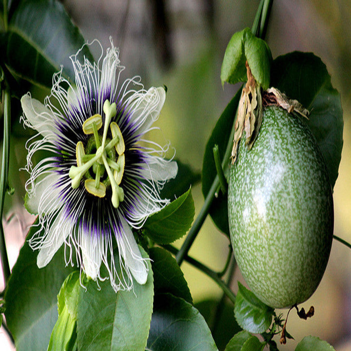 Passion Fruit - Fruit Plants & Vine Plants - Premium Fruit Plants & Tree from Plantparadise - Just $640.00! Shop now at Plantparadise