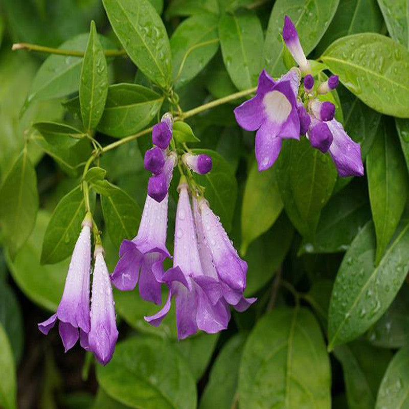 Garlic Creeper - Creepers & Climbers - Premium Creepers & Climbers from Plantparadise - Just $665.00! Shop now at Plantparadise