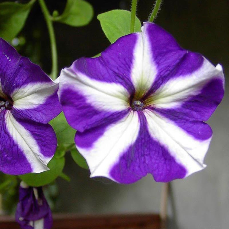 Petunia Purple and White - SEASONALS - Premium SEASONALS from Plantparadise - Just $281.00! Shop now at Plantparadise