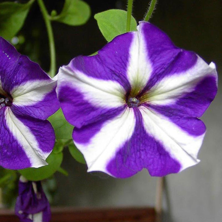 Petunia Purple and White - SEASONALS - Premium SEASONALS from Plantparadise - Just $281.00! Shop now at Plantparadise
