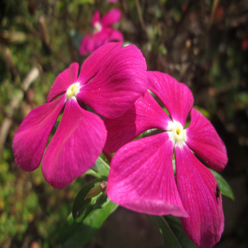 Periwinkle Pink- SEASONALS|"Periwinkle Pink: Blooms of Elegance for Every Season" - Premium SEASONALS from Plantparadise - Just $530! Shop now at Plantparadise