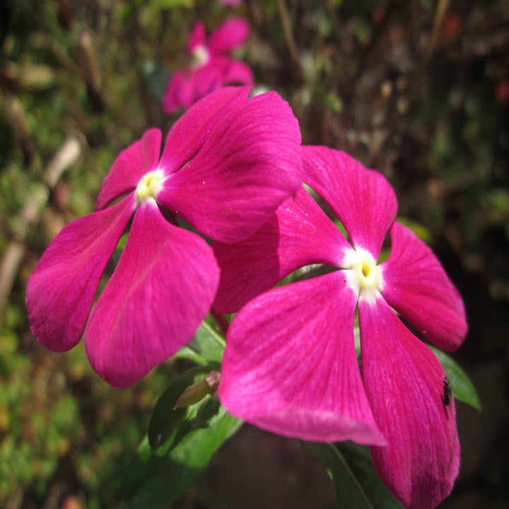 Periwinkle Pink- SEASONALS|"Periwinkle Pink: Blooms of Elegance for Every Season" - Premium SEASONALS from Plantparadise - Just $530! Shop now at Plantparadise