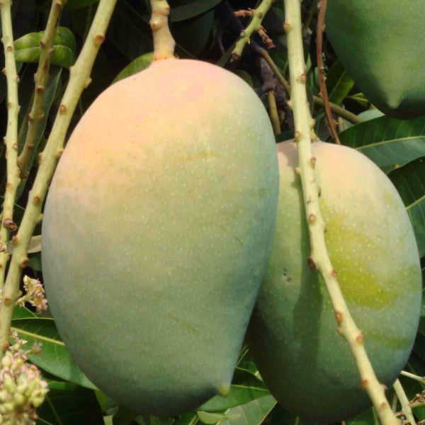 Mango Kesar (Grafted)- Fruit Plants & Tree - Premium Fruit Plants & Tree from Plantparadise - Just $450.00! Shop now at Plantparadise