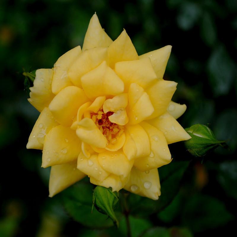 MINIATURE ROSE YELLOW - Flowering Shrubs|Winter Hardy Yellow Roses|Yellow Miniature Rose for Small Gardens - Premium Flowering Shrubs from Plantparadise - Just $600! Shop now at Plantparadise