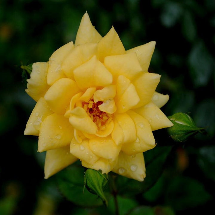 MINIATURE ROSE YELLOW - Flowering Shrubs|Winter Hardy Yellow Roses|Yellow Miniature Rose for Small Gardens - Premium Flowering Shrubs from Plantparadise - Just $600! Shop now at Plantparadise