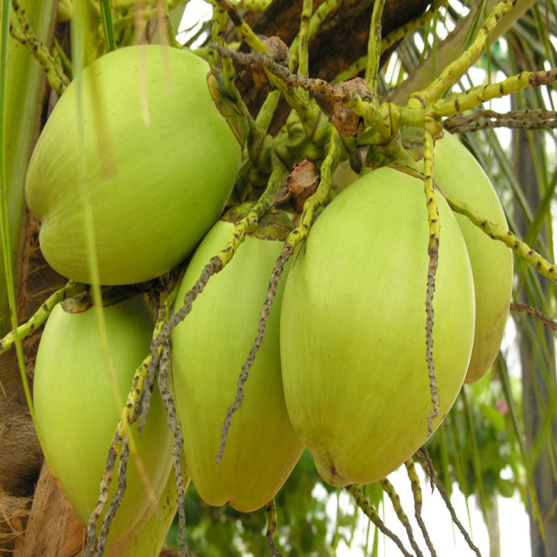 Coconut-Desi- Fruit Plants & Tree - Premium Fruit Plants & Tree from Plantparadise - Just $680.0! Shop now at Plantparadise