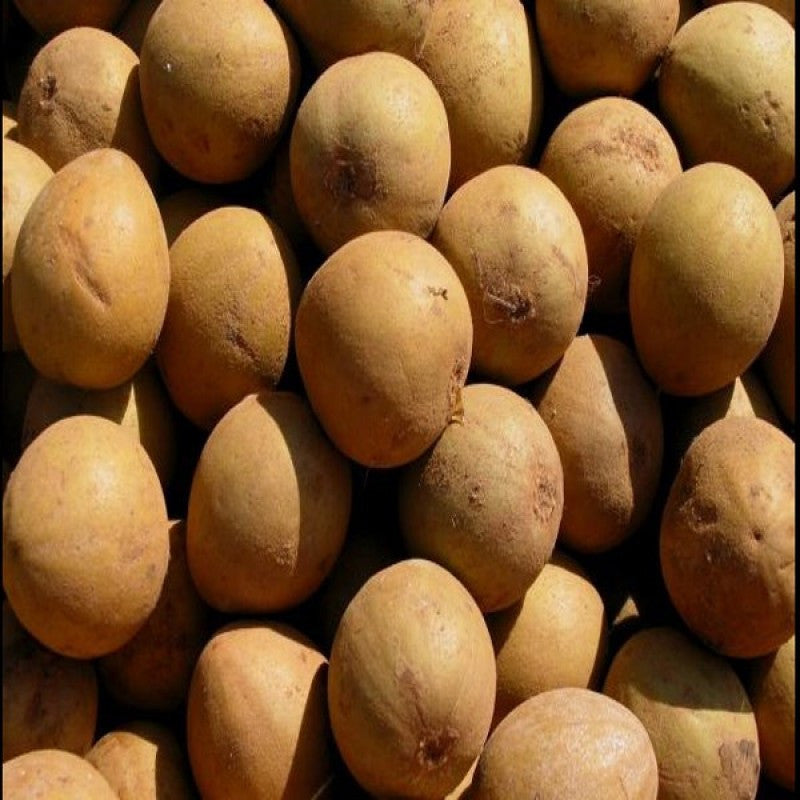 Chikoo-Kalapatti(Grafted)- Fruit Plants & Tree - Premium Fruit Plants & Tree from Plantparadise - Just $560.0! Shop now at Plantparadise