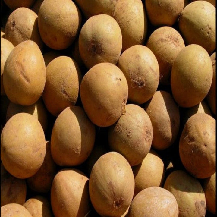 Chikoo-Kalapatti(Grafted)- Fruit Plants & Tree - Premium Fruit Plants & Tree from Plantparadise - Just $560.0! Shop now at Plantparadise