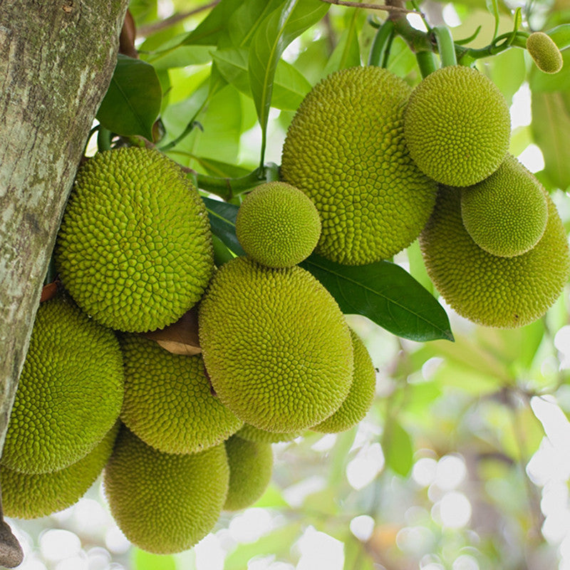 Jack fruit-Gumless Panasa(Grafted) - Fruit Plants & Tree - Premium Fruit Plants & Tree from Plantparadise - Just $440.00! Shop now at Plantparadise