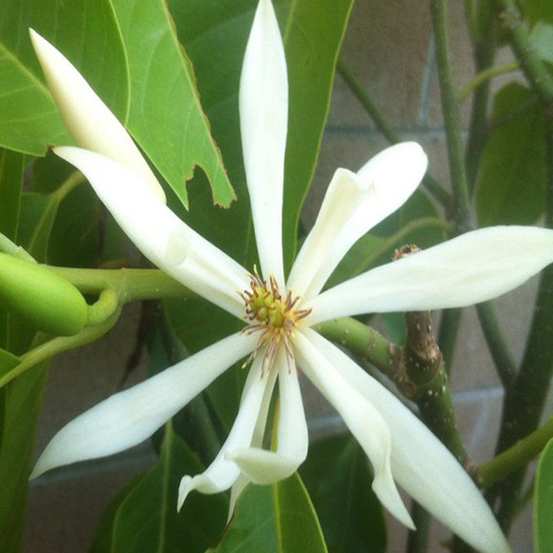 White Champaca / Magnolia alba (Grafted) - Perfuming Plants - Premium Avenue Trees from Plantparadise - Just $710.0! Shop now at Plantparadise
